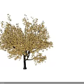 Six Deciduous Trees With Golden Yellow Autumn Foliage On White Background
