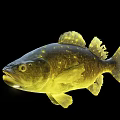 Shiny Golden Aquatic Fish Featuring Glossy Scales And Sleek Body Shape