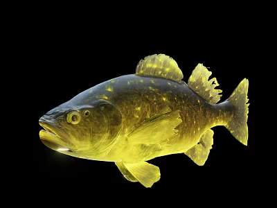 Shiny Golden Aquatic Fish Featuring Glossy Scales And Sleek Body Shape 3d model