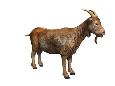 Brown Goat With Curved Horns Standing In Isolated White Background 3d model