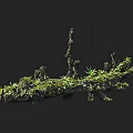 Decorative Wooden Base Arrangement With Natural Moss And Green Plants