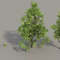 Lush Green Trees With Foliage Brown Trunks And Surrounding Grass 3d model