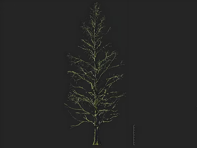 Tall Mature Arbor Tree with Bare Branches and Thick Trunk Against Dark Background 3d model