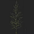 Tall Mature Arbor Tree with Bare Branches and Thick Trunk Against Dark Background