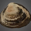 Clam Shell With Brown And White Striped Pattern On Gray Background 3d model