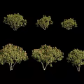 Green Foliage Arbor Trees in Various Sizes Displayed on Black Background 3d model