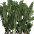 Lush Green Large Leaf Potted Plant With Vibrant Foliage For Indoor Decor