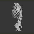 Anatomical Medical Device Human Skeleton Model with Thorax Spine and Pelvis