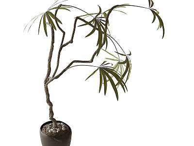 Bonsai Plant With Curved Trunk Green Leaves In Black Pot With Pebbles 3d model