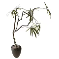 Bonsai Plant With Curved Trunk Green Leaves In Black Pot With Pebbles