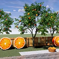 Flower Planters in Garden With Orange Trees Slice Decorations and Wooden Fence