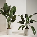 Indoor Potted Plants With Large Green Leaves In White Pots Arranged Neatly