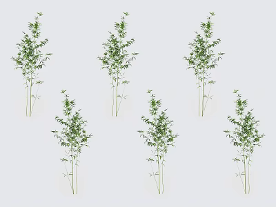 Multiple Bamboo Plants With Slender Stems And Fresh Green Leaves 3d model