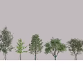 Row of Neatly Arranged Arbor Trees in Open Flat Area with Shadows