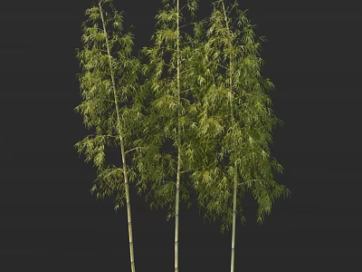Three Tall Bamboo Plants With Green Leaves And Yellow Stems On Black Background 3d model