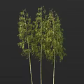 Three Tall Bamboo Plants With Green Leaves And Yellow Stems On Black Background