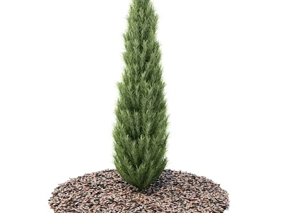 Upright Evergreen Arbor with Dense Green Foliage and Gravel Mulch in Garden Landscaping 3d model
