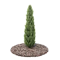 Upright Evergreen Arbor with Dense Green Foliage and Gravel Mulch in Garden Landscaping