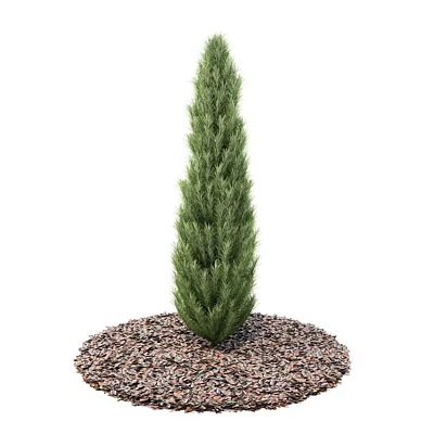 Upright Evergreen Arbor with Dense Green Foliage and Gravel Mulch in Garden Landscaping 3d model