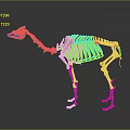 Camel Skeleton 3D Model Display With Detailed Bone Structure And Anatomical Features 3d model