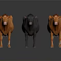 Three Cows Standing On White Background With Brown Black And White Spotted Colors
