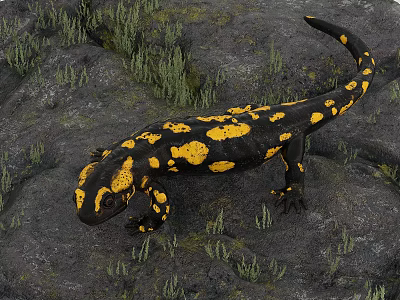 fire salamander 3d model fire salamander 3d model