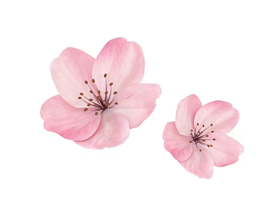 Pink Cherry Blossom Flowers Watercolor Illustration With Two Blooms On White Background 3d model
