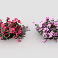 Lush Flowering Plants With Red And Pink Blooms In Outdoor Garden Scene
