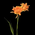 Vibrant Orange Flower With Green Stem And Leaves On Black Background