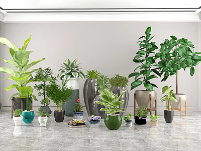 Bonsai and Potted Plants Various Types Sizes Shapes in Colorful Pots on Marble Floor Indoor 3d model