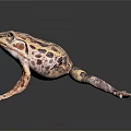 Spotted Brown And Purple Frog Standing On Black Background With Detailed Skin Texture