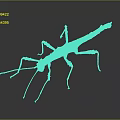 Stick Insect With Branch Like Body And Long Legs On Dark Background