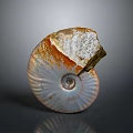 Natural Stone Ammonite Fossil Artwork With Wooden Accent And Detailed Texture