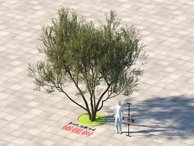 Arbor with Lush Foliage Measured Height Trunk Diameter in Plaza Stone Paved Ground Tree Pit 3d model