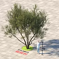 Arbor with Lush Foliage Measured Height Trunk Diameter in Plaza Stone Paved Ground Tree Pit
