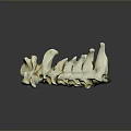 Detailed Anatomical Human Spine Vertebrae Medical Device for Educational Training