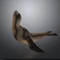 Realistic Sea Lion Lying On Back With Smooth Gray Background And Reflection 3d model