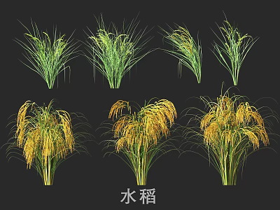 Healthy Rice Crop Plants Displaying Various Growth Stages Green And Yellow 3d model