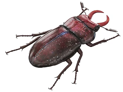 Detailed Illustration Of Flying Stag Beetle With Large Mandibles Dark Shiny Body 3d model