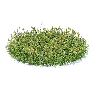 Vibrant Circular Patch of Green Grass With Yellow Flower Spikes in Garden Lawn 3d model