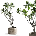 Green Leafy Bonsai Plant With Slender Branches And Stone Pot For Indoor Decor