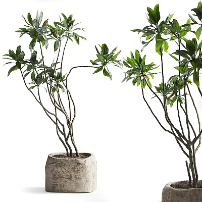 Green Leafy Bonsai Plant With Slender Branches And Stone Pot For Indoor Decor 3d model