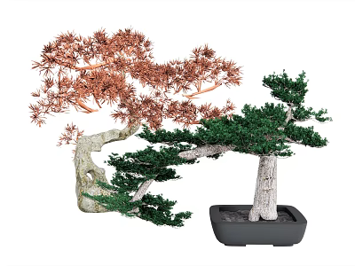 Bonsai Plants With Red And Green Leaves Curved Trunks In Black Pots 3d model