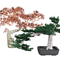 Bonsai Plants With Red And Green Leaves Curved Trunks In Black Pots
