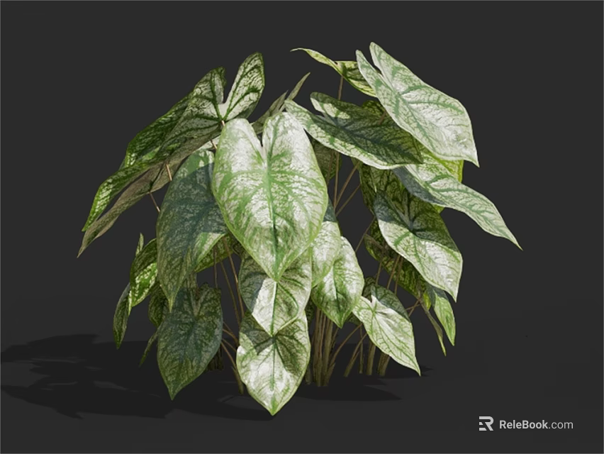 Lush Variegated Houseplant With Large Green And White Leaves On Dark Background 3d model 