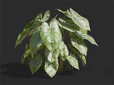Lush Variegated Houseplant With Large Green And White Leaves On Dark Background 3d model