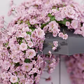 Pink Flower Adorned Umbrella Photo Spot With Cascading Blooms And Scattered Petals On Ground