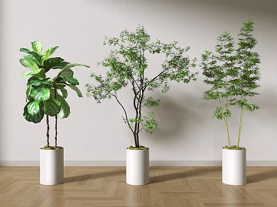 Three Green Bonsai Potted Plants in White Cylindrical Planters on Wooden Floor with Light Wall 3d model