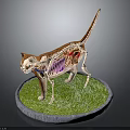 Detailed Cat Anatomy Model Showing Skeleton Internal Organs on Green Grass Base