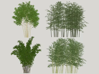 Various Bamboo Species With Lush Green Foliage And Slender Stems 3d model